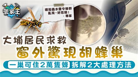 窗戶外有蜂窩|大埔居民窗外驚現胡蜂巢 發文求救應找誰處理？ 專家。